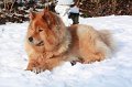 kschnee (6)